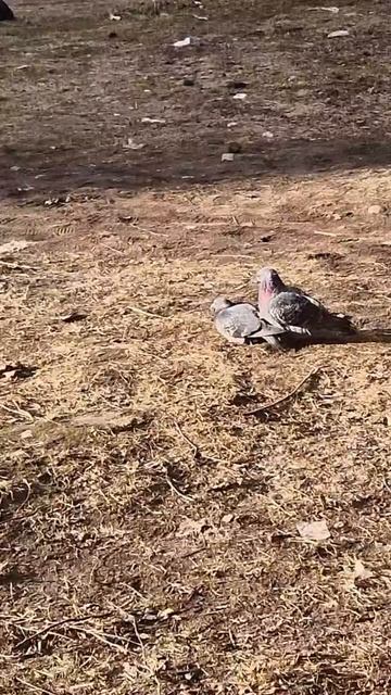 Любовь голубей.