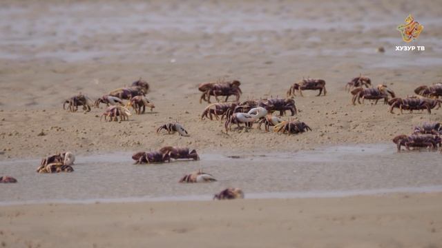 Почему крабы ходят боком, а не прямо? | Чудеса сотворения. Подводный мир