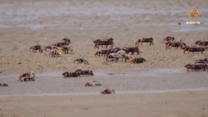 Почему крабы ходят боком, а не прямо? | Чудеса сотворения. Подводный мир