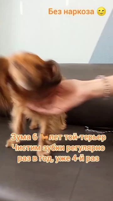 Зума 6 лет той-терьер Чистим зубки регулярно раз в год уже 4-й раз.