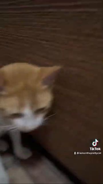 Voodoo People Cat Trend  tiktok cats youtubeshorts 猫 catsoftiktok