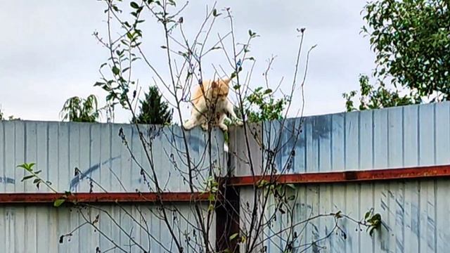 Смешной, нелепый кот