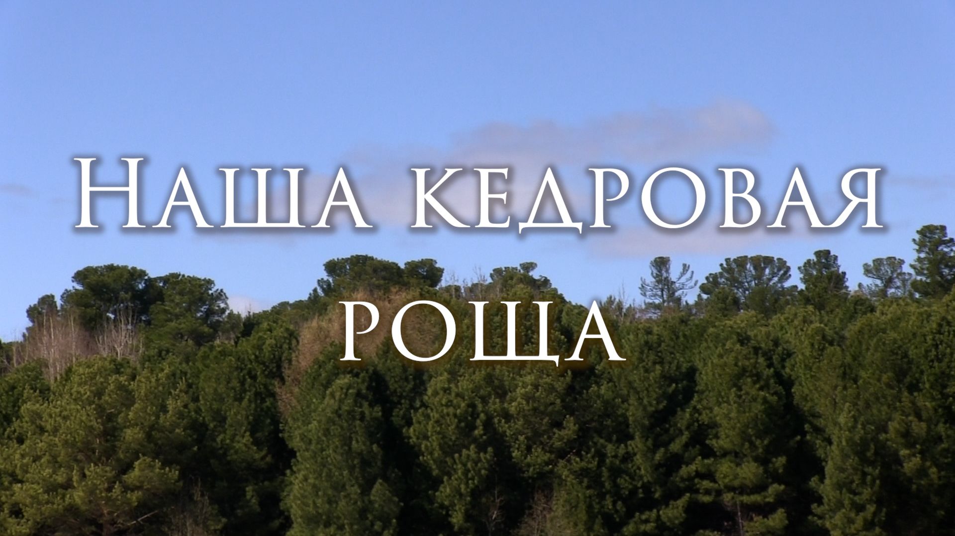 Наша кедровая роща