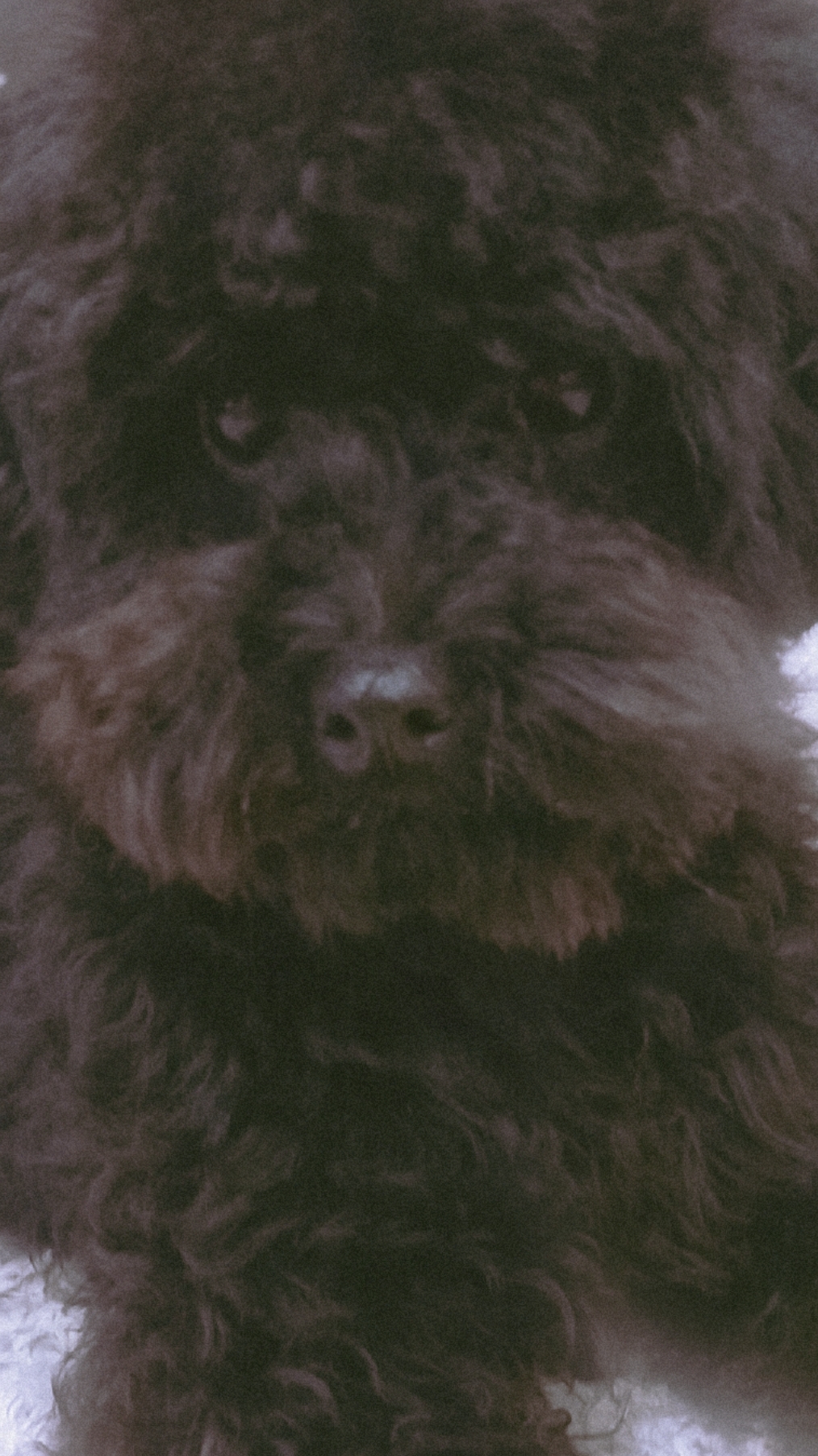 Собачка Айза выпрашивает еду. Ходит на двух лапах. 😄