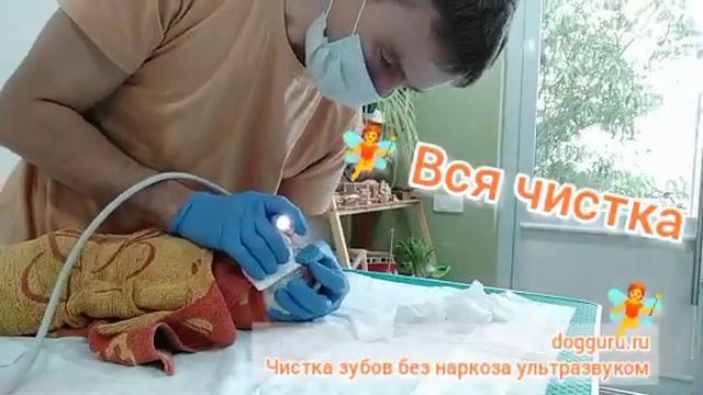 Вся чистка зубов у собак без наркоза ультразвуком Бруша 11 лет.