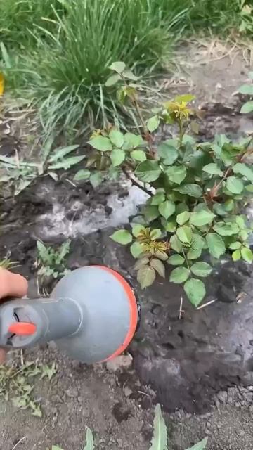 Борьба с медведкой. Супер метод