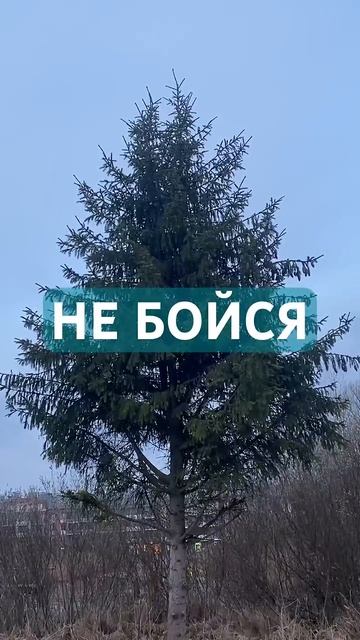 НЕ БОЙСЯ