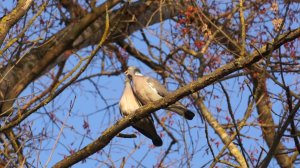 Вяхири и любовь