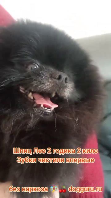 Шпиц Лео 2 года, чистим зубки впервые