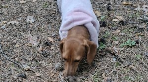 прогулка по лесу