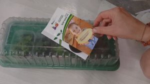 17.04.2026г.Готовлю рассаду к переезду.Черенки петуний.Новые растения.