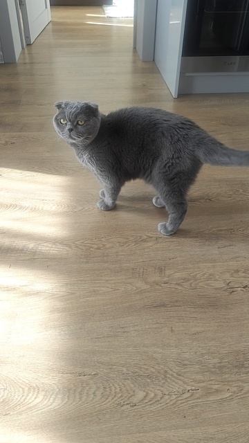 Шотландская вислоухая кошка Риана 17.04.2026.