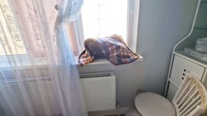 Колыбельные для Чака😃
а за окном ВЕСНА!