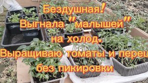 БЕЗДУШНАЯ! ВЫГНАЛА "МАЛЫШЕЙ " НА ХОЛОД .ВЫРАЩИВАЮ ТОМАТЫ И ПЕРЕЦ БЕЗ ПИКИРОВКИ 17-04-2026