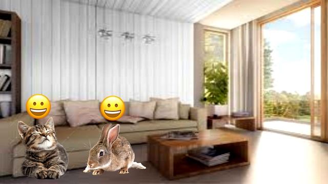 зайка и котик