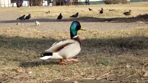 ХОЛОДНЫЕ И ВЕТРЕННЫЕ ВЫХОДНЫЕ