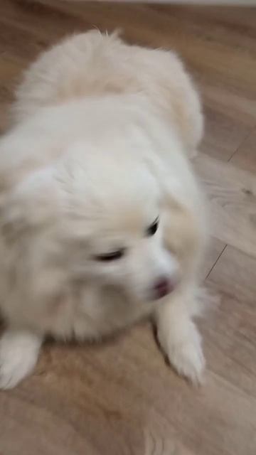 Белла 12 лет, чистим зубки раз в пол года