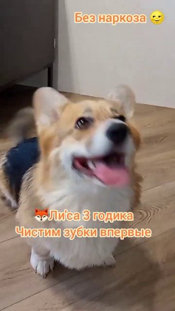 Ли'са 3 годика, Чистим зубки впервые