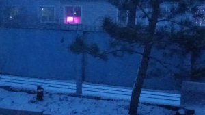 17.04.26 Потеряла кота Сибирской пароды. Переживала. Кот пришел поздно в 10 вечера. Все глаза прогля