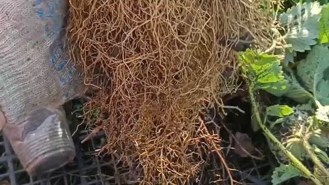 рассада клубники , копаем рассаду на продажу, красивые кусты клубники