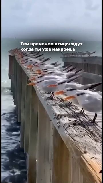 #зоотехния #кормозаготовка #сенаж #рапс #кормовыекультуры #укрывныематериалы #животноводство #крс