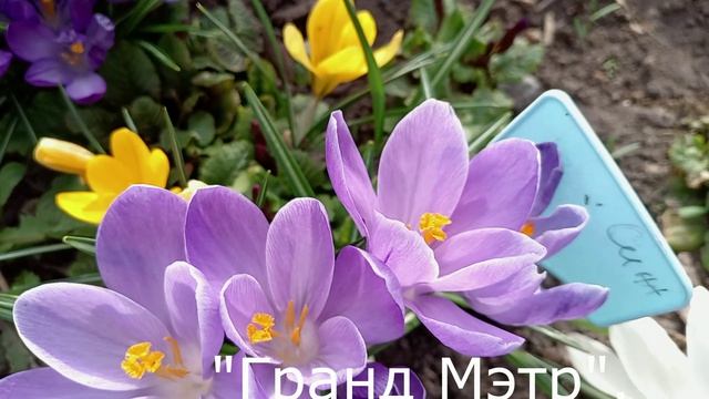 16 АПРЕЛЯ.  В САДУ.