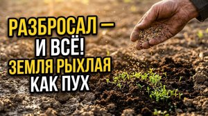 Раскидываю эти сидераты на огороде как только сошел снег. Заменяют навоз, а земля стала рыхлой пух!
