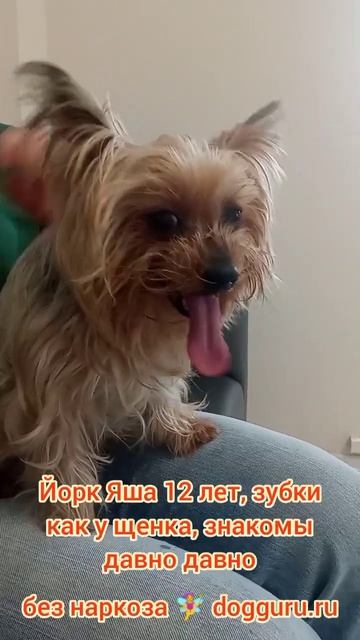 Йорк Яша 12 лет, зубки как у щенка, чистим зубки много раз
