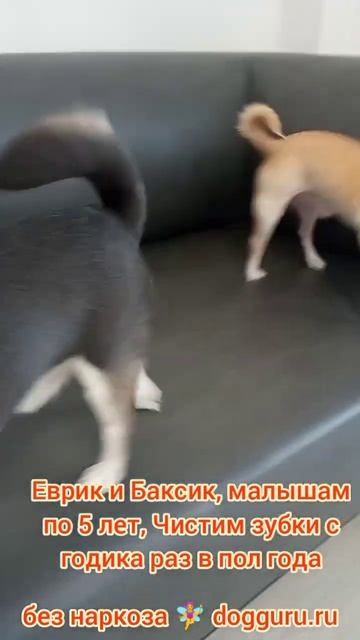 Чихуа Еврик и Баксик малышам по 5 лет, чистим зубки раз в пол года