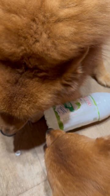 Чтобы отнять что-то у Сатира, нужен предлог… Anybody Needs A PRETEXT To Take From Satir