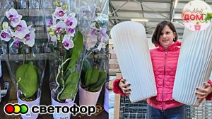 💖В Светофор привезли Фаленопсис, кашпо апрель 2026
