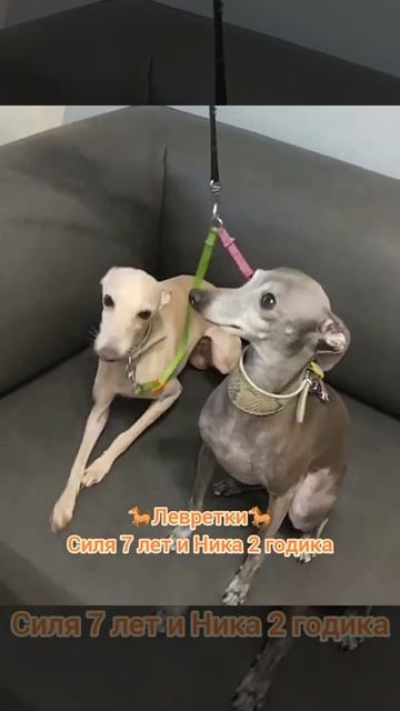 Левретки Силя 7 лет и Ника 2 годика, Силе уже мы чистили а Нике первый раз.