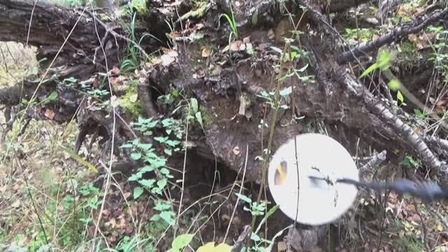 Золото вросло в корень поваленного дерева!