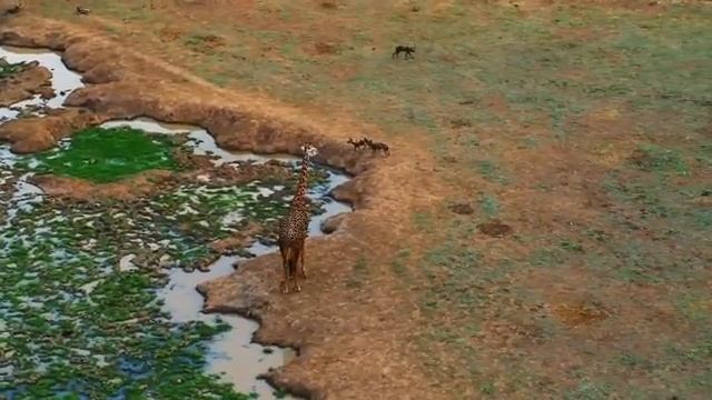 Бородавочники против леопарда.