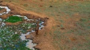 Бородавочники против леопарда.