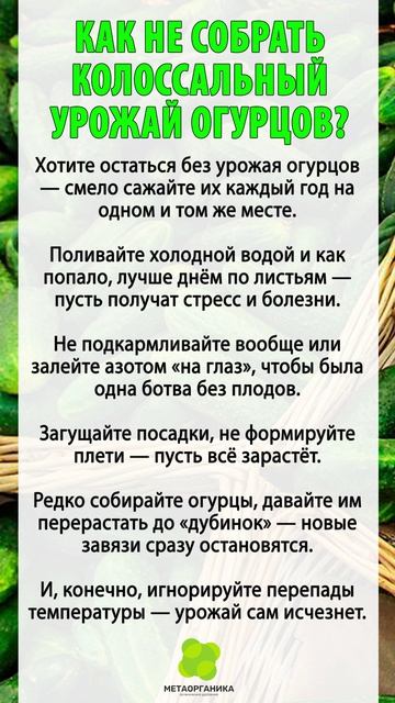 Как НЕ СОБРАТЬ колоссальный урожай огурцов