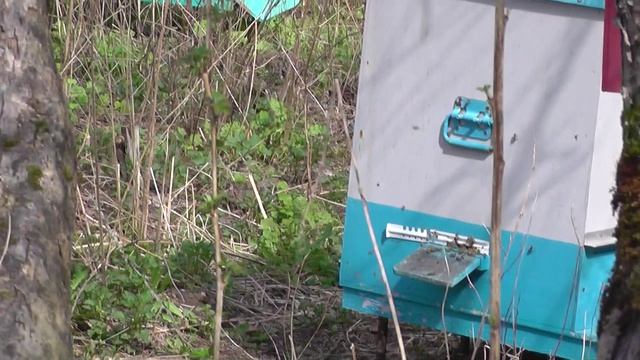 Весеннее  развитие  2