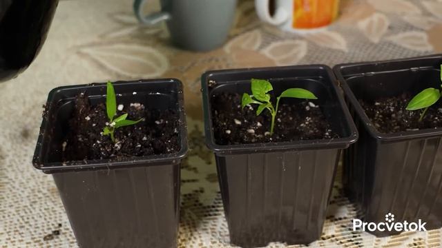 ВЗОШЛИ ПЕРЦЫ? Обязательно сделайте это для коренастой и урожайной рассады