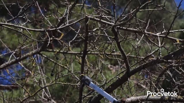 ДАЖЕ СТАРЫЕ ЯБЛОНИ ЗАВАЛЯТ УРОЖАЕМ КРУПНЫХ ЯБЛОК, если обрезать их так весной