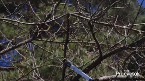 ДАЖЕ СТАРЫЕ ЯБЛОНИ ЗАВАЛЯТ УРОЖАЕМ КРУПНЫХ ЯБЛОК, если обрезать их так весной