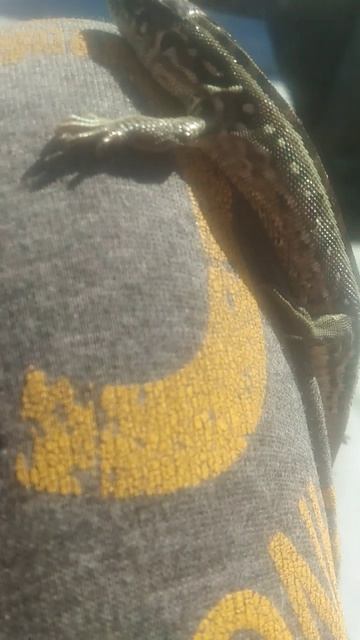 3 минуты с ящеркой 😊