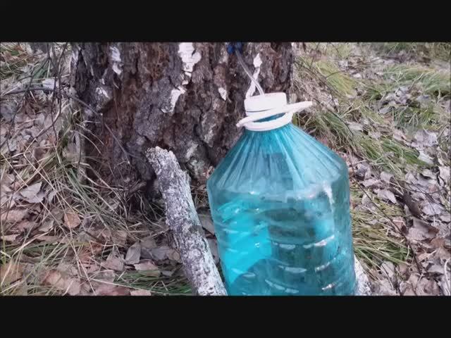 Как набрать Берёзовый сок