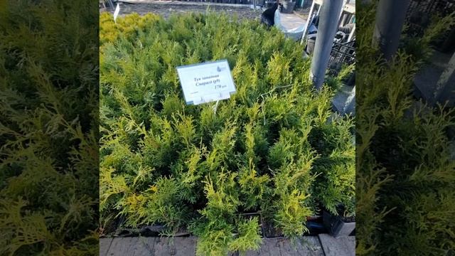 Туи по 170 руб в СПБ