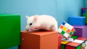 Хомячок убегает из лабиринта гигантских крокодилов! часть 10