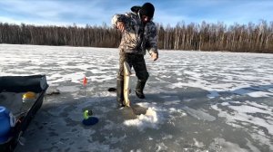 Достойные щуки. Ловлю на жерлицы.