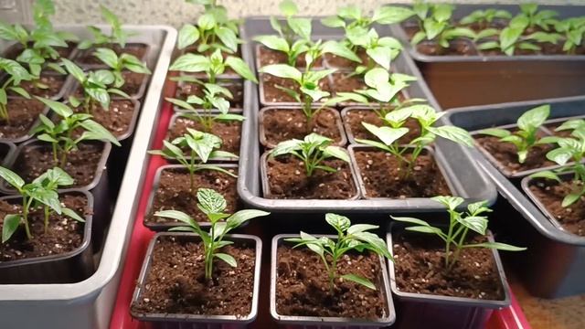 17,04,26 ДЕЛА ОГОРОДНЫЕ