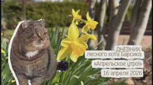 ДНЕВНИК лесного кота БАРСИКА «Апрельское утро!»  - 16.04.2026