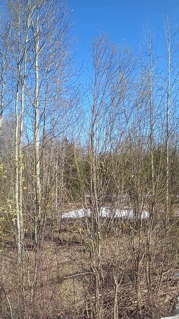 На природе весна природа солнце энергия