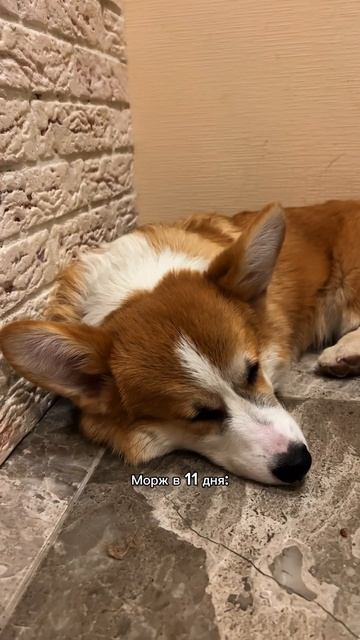 Видео с Моржом каждый день