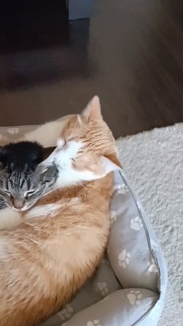 17 апреля 2026 г.